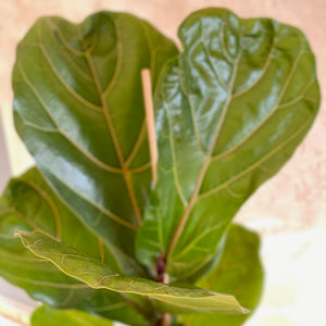 Planta Ficus Lyrata para decorar el hogar con hojas grandes y transplantada | URBAN PLANTA