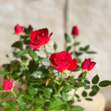Cargar imagen en el visor de la galería, Petalos de flores de Rosal Rojo con envío a domicilio en Barcelona | URBAN PLANTA