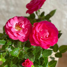Cargar imagen en el visor de la galería, Petalos de flores de Rosal Rosa con envío a domicilio en Barcelona | URBAN PLANTA  Edit alt text