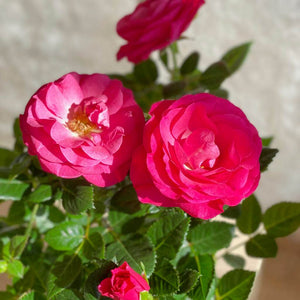 Petalos de flores de Rosal Rosa con envío a domicilio en Barcelona | URBAN PLANTA  Edit alt text