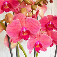 Cargar imagen en el visor de la galería, Flores coloridas de Orquidea Phalaenopsis premium grande con tres tallos Barcelona | URBAN PLANTA