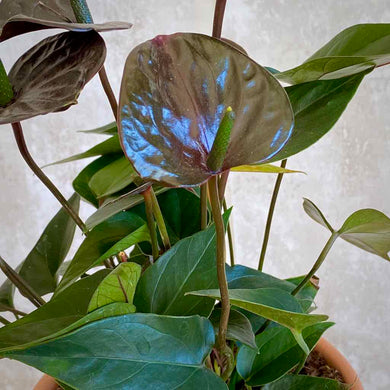 Hojas de Anthurium Black Love de collar verde fuerte oscuro y de forma de corazón | URBAN PLANTA
