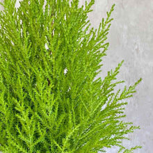 Cargar imagen en el visor de la galería, Follaje de Ciprés Cupressus Macrocarpa Wilma planta ornamental | URBAN PLANTA