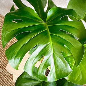 Hoja verde planta interior monstera deliciosa | URBAN PLANTA