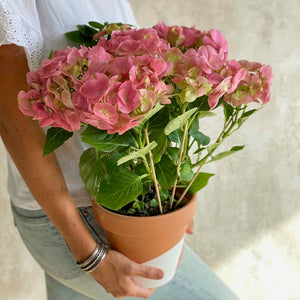 Planta hortensia hydrangea con rosas rosas para decorar el hogar | URBAN PLANTA
