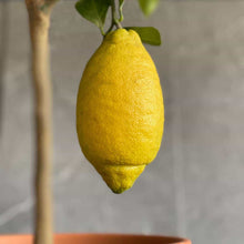 Cargar imagen en el visor de la galería, Foto de la fruta limón de un limonero