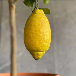 Foto de la fruta limón de un limonero