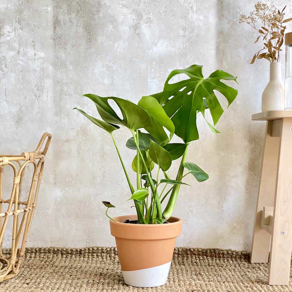 monstera deliciosa pequeña Monstera Deliciosa