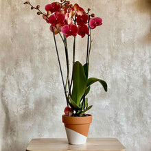 Cargar imagen en el visor de la galería, Orquidea mariposa grande con tres tallos Barcelona | URBAN PLANTA