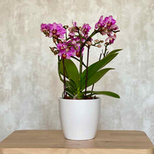 Cargar imagen en el visor de la galería, Orquidea Phalaenopsis Multiflora