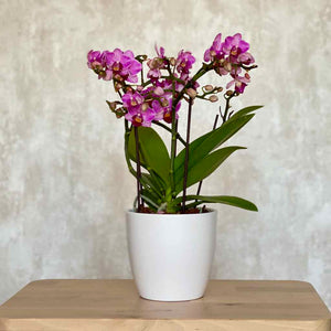 Orquidea Phalaenopsis Multiflora