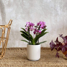 Cargar imagen en el visor de la galería, Orquidea Phalaenopsis multiflora en maceta de cerámica blanca | URBAN PLANTA