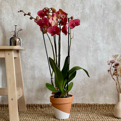 Orquidea Phalaenopsis premium grande con tres tallos Barcelona | URBAN PLANTA