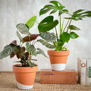 Pack de plantas monstera deliciosa y calathea ornada para decorar con variedad con envío a domicilio en Barcelona | URBAN PLANTA