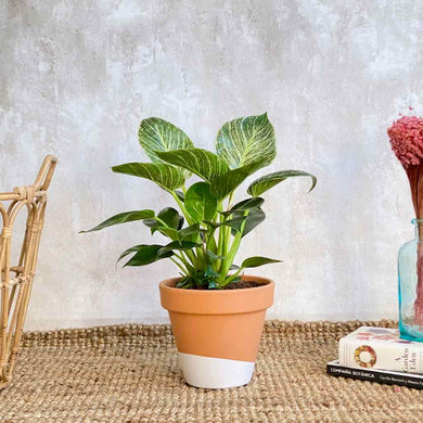 Philodendron Birkin white measure planta interior con envío a domicilio en barcelona | URBAN PLANTA