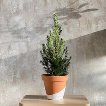 Cargar imagen en el visor de la galería, Planta Picea Glauca Cónica trasplantada en maceta de terracota pintada | URBAN PLANTA
