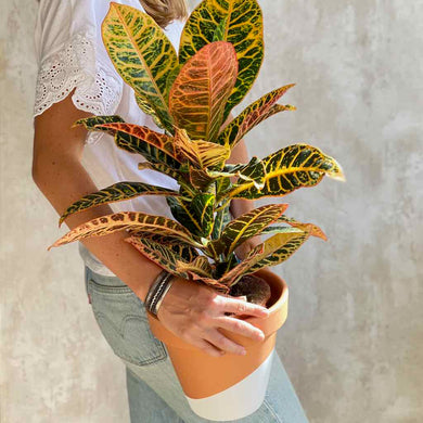Planta croton trasplantada en maceta de terracota para decorar en Barcelona | URBAN PLANTA