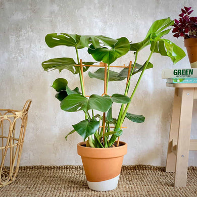 Planta de interior costilla de adam en decoración con mesa y libros y cesta de ratan en el hogar | URBAN PLANTA