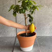 Cargar imagen en el visor de la galería, Foto de un limonero y una mano de mujer cogiendo su fruta limón