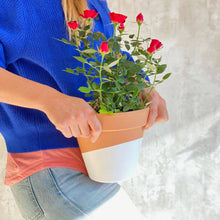 Cargar imagen en el visor de la galería, Rosal Rojo con flores rojas planta ornamental para enviar a domicilio | URBAN PLANTA