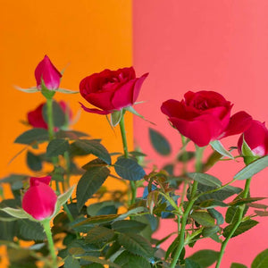 Flores a domicilio Rosal Rojo en Barcelona  URBAN PLANTA