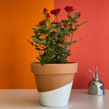 Cargar imagen en el visor de la galería, Flores Rosal Rojo San Valentín en maceta de terracota | URBAN PLANTA