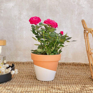 Rosal con flores rosadas en maceta de terracota para decorar interiores | URBAN PLANTA