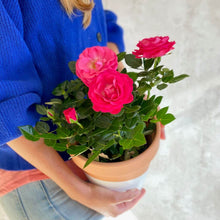 Cargar imagen en el visor de la galería, Rosal Rosa con flores rosadas planta ornamental para enviar a domicilio | URBAN PLANTA  Edit alt text