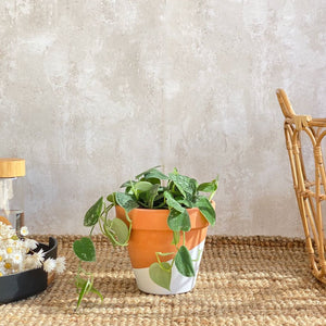 Planta Potus planteado decorativa y colgante en maceta barro para comprar en Barcelona | URBAN PLANTA