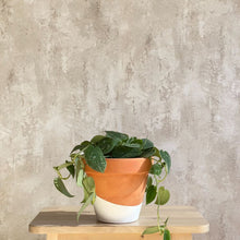 Cargar imagen en el visor de la galería, Scindapsus Rictus planta colgante con hojas verdes y manchas plateadas | URBAN PLANTA