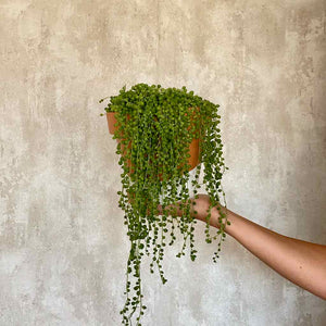 Planta Rosario colgante para decorar interiores con maceta pintada a mano Barcelona | URBAN PLANTA