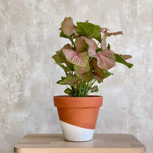 Cargar imagen en el visor de la galería, Planta ornamental Syngonium rosa en maceta pintada a mano | URBAN PLANTA