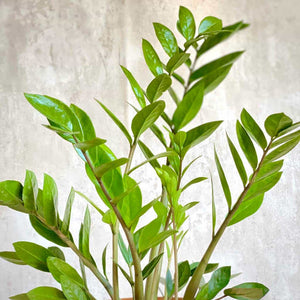 Zamioculca hoja de la planta ornamental con compra online en Barcelona | URBAN PLANTA