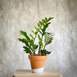 Planta ornamental Zamioculca Zamiiofilia con envío a domicilio Barcelona | URBAN PLANTA