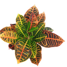 Cargar imagen en el visor de la galería, Planta de interior croton petra con su hojas coloridas