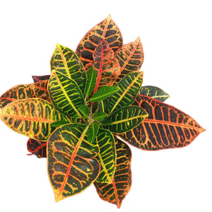 Planta de interior croton petra con su hojas coloridas