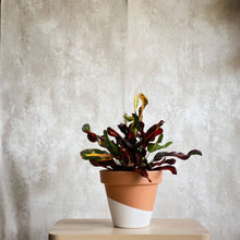 Cargar imagen en el visor de la galería, Planta croton mamey en maceta pintada Barcelona | URBAN PLANTA